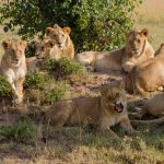 Big Five Safari in East Africa