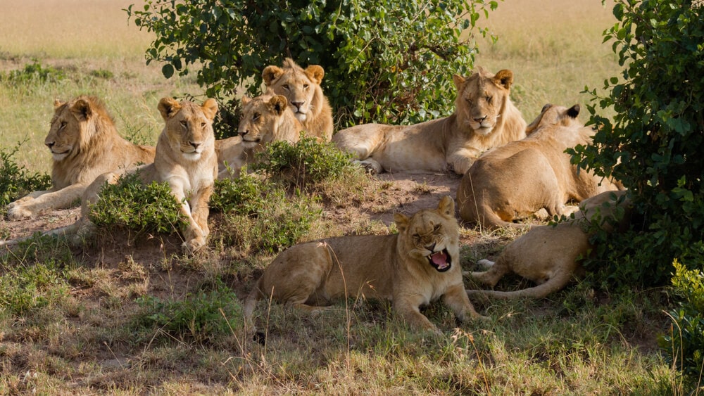 You are currently viewing Big Five Safari in East Africa