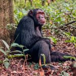 5 Days Uganda Tour from Kigali