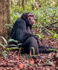 Read more about the article 3 Day Chimpanzee Habituation Experience 