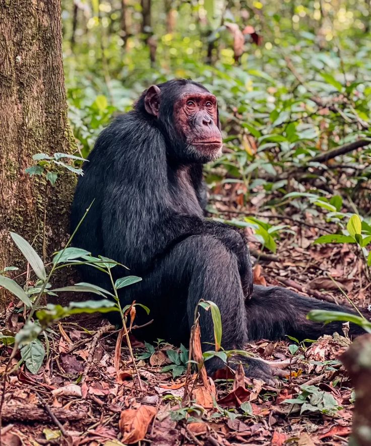 You are currently viewing 3 Day Chimpanzee Habituation Experience 