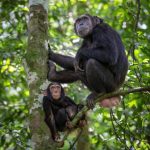 How Long Is Chimpanzee Trekking in Kibale National Park?