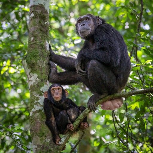 You are currently viewing How Long Is Chimpanzee Trekking in Kibale National Park?