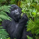 How Gorilla Habituation Works in Uganda