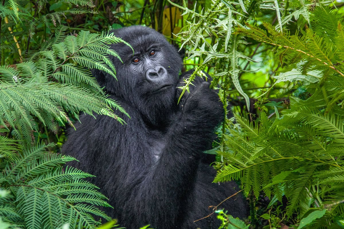 You are currently viewing How Gorilla Habituation Works in Uganda