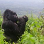 What to consider on a gorilla trekking