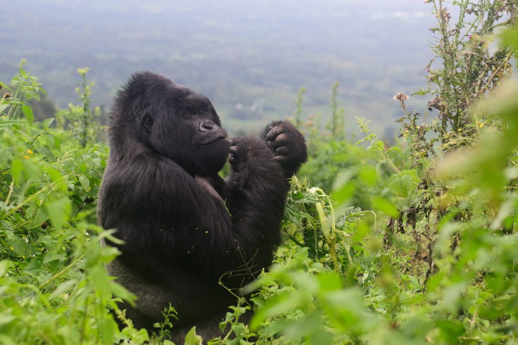 You are currently viewing What to consider on a gorilla trekking