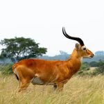 Overlanding from Rwanda to Uganda