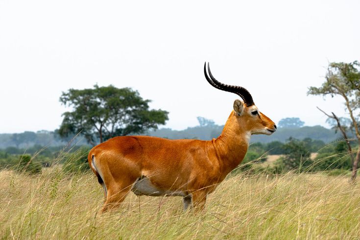 You are currently viewing Overlanding from Rwanda to Uganda