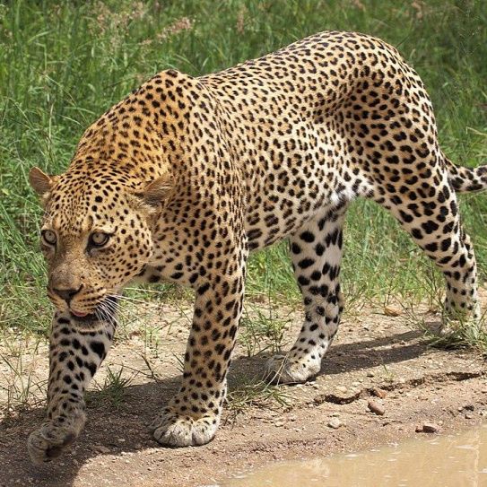 You are currently viewing Leopards in Akagera National Park: Rwanda’s Elusive Big Cats