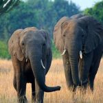 The Kasenyi Safari Experience: Uganda’s Classic Wildlife Adventure