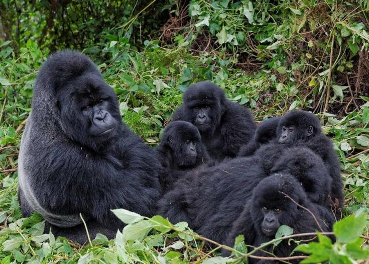 You are currently viewing Where to See Gorillas in Uganda: The Ultimate Guide for Travelers