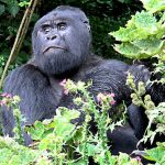Solo Travelers in Rwanda