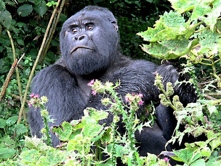 You are currently viewing Solo Travelers in Rwanda
