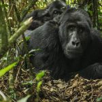 Volcanoes National Park Budget Gorilla Tours