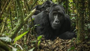 Read more about the article Volcanoes National Park Budget Gorilla Tours