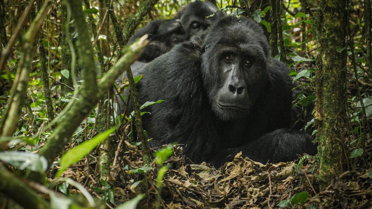 You are currently viewing Volcanoes National Park Budget Gorilla Tours