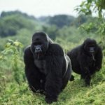 Can I Book an Instant Gorilla Trekking Permit in Uganda?