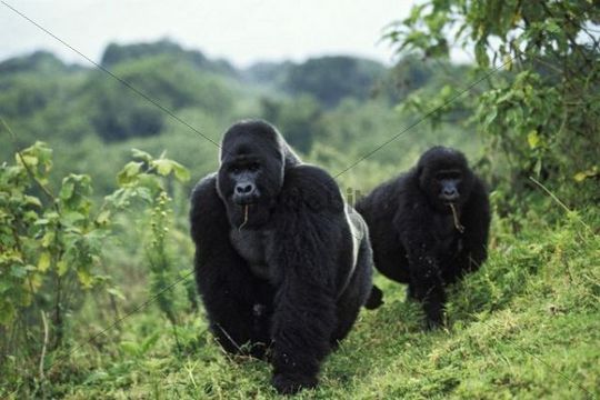 You are currently viewing Can I Book an Instant Gorilla Trekking Permit in Uganda?