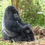 Wildlife Conservation Success Stories in East Africa