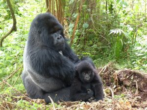 Read more about the article Wildlife Conservation Success Stories in East Africa