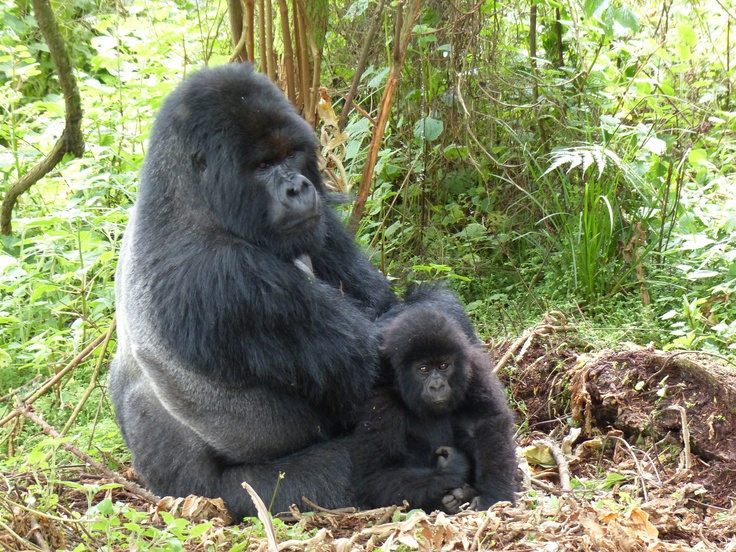 You are currently viewing Wildlife Conservation Success Stories in East Africa