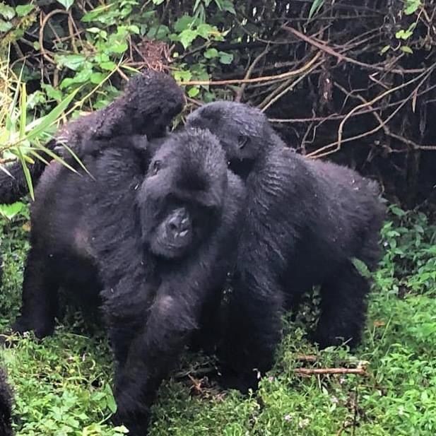 You are currently viewing How Many Gorilla Families Are in Bwindi Impenetrable Forest?