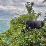 Gorilla trekking and Nature walks