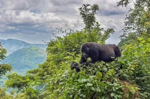 Read more about the article Gorilla trekking and Nature walks