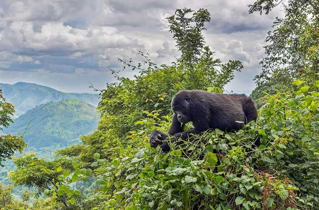 You are currently viewing Gorilla trekking and Nature walks