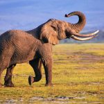 Facts About Elephants: A Closer Look at the World’s Largest Land Mammal