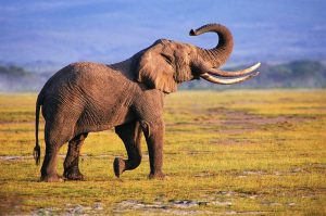 Read more about the article Facts About Elephants: A Closer Look at the World’s Largest Land Mammal