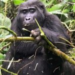 7-Day Bwindi Impenetrable NP, Lake Bunyonyi, Murchison Falls & Queen Elizabeth NP Mid-Range Tour