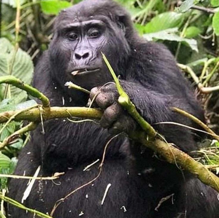 You are currently viewing 7-Day Bwindi Impenetrable NP, Lake Bunyonyi, Murchison Falls & Queen Elizabeth NP Mid-Range Tour