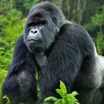 Why Rwanda Gorilla Permits more expensive.