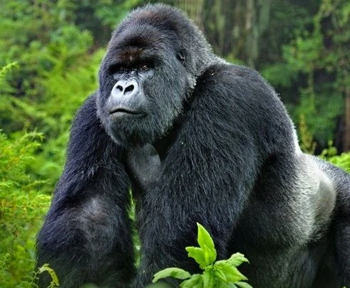You are currently viewing Why Rwanda Gorilla Permits more expensive.