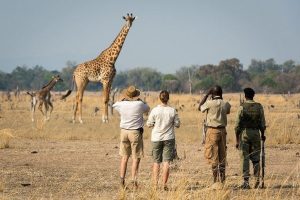 Read more about the article Walking Safaris in Rwanda