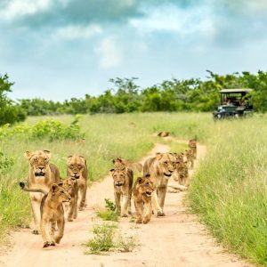 Read more about the article What Is the Experience on a Uganda Safari?