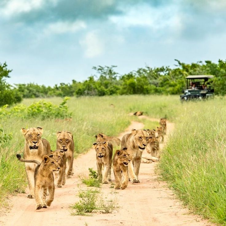 Read more about the article What Is the Experience on a Uganda Safari?