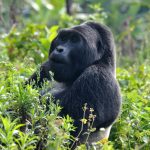 How Gorilla Trekking Benefits Conservation