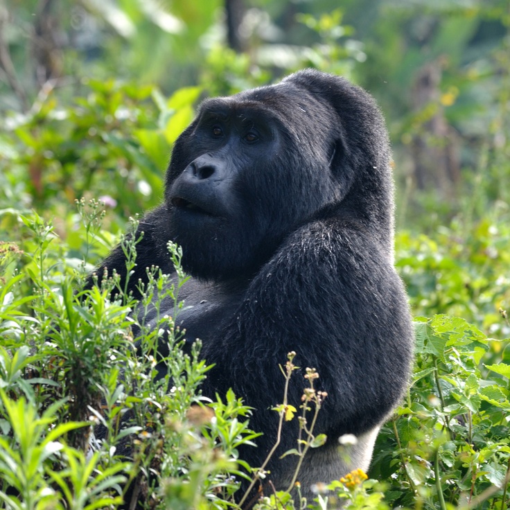 You are currently viewing How Gorilla Trekking Benefits Conservation