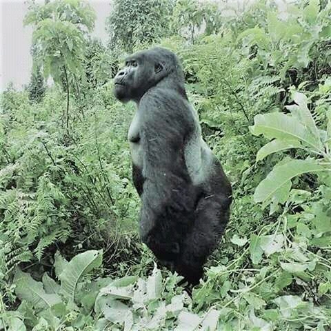 You are currently viewing Close Encounter with the Gorillas