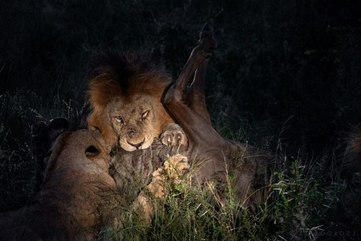 Read more about the article Night Game Drives in Uganda.