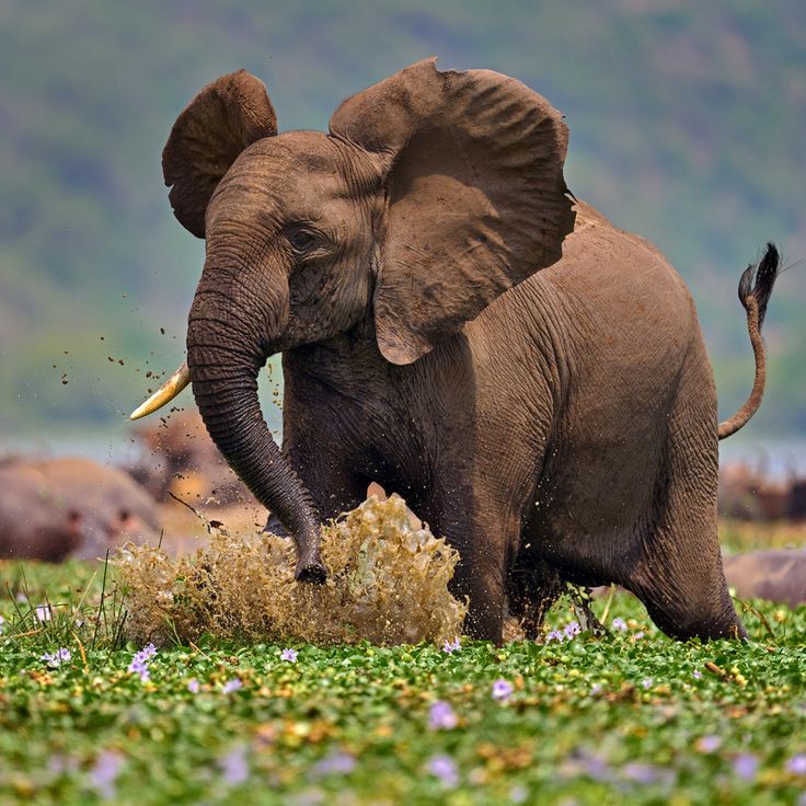 You are currently viewing Planning a Budget Safari in Uganda