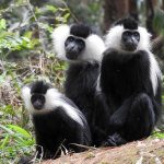 Colobus Monkey Trekking in Nyungwe Forest National Park, Rwanda