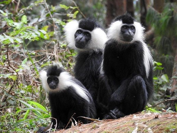 Read more about the article Colobus Monkey Trekking in Nyungwe Forest National Park, Rwanda
