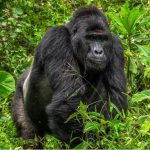 Affordable Gorilla Trekking Safaris for Students 
