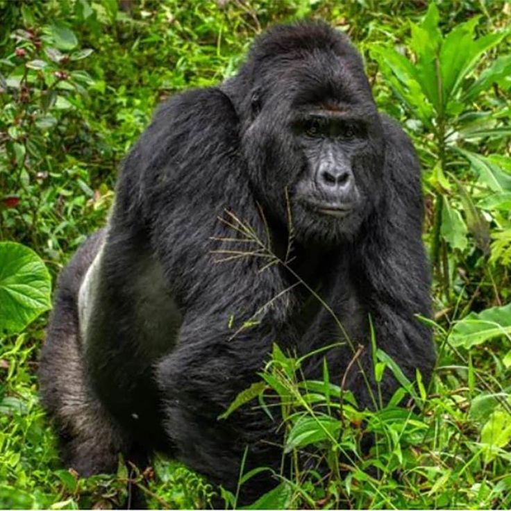 You are currently viewing Affordable Gorilla Trekking Safaris for Students 