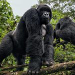 Experience Beyond Gorillas