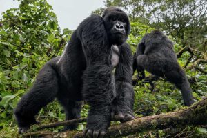 Read more about the article Experience Beyond Gorillas